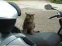Filename=Castle_Moggy.JPG
Filesize=361KiB
Dimensions=1600x1200
Date added=Apr 15, 2010 Castle_Moggy.JPG